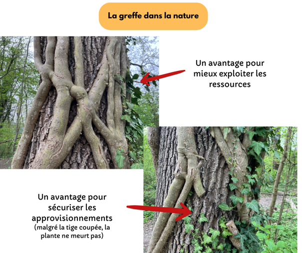 Fichier:Greffe dans la nature.png