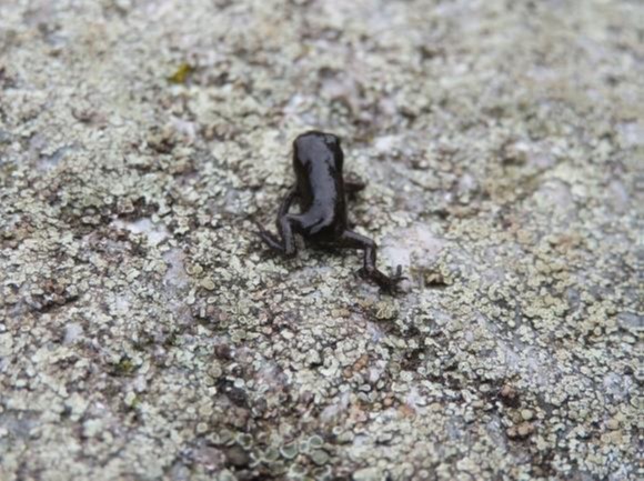 Fichier:Crapelet commun.emf.jpg