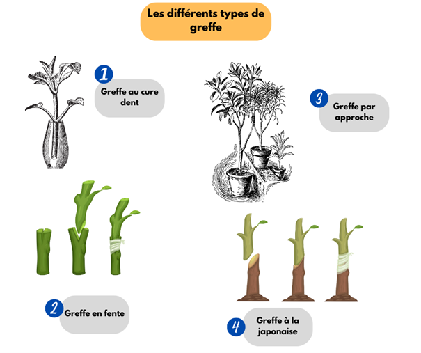 Fichier:Différents types de greffe.png
