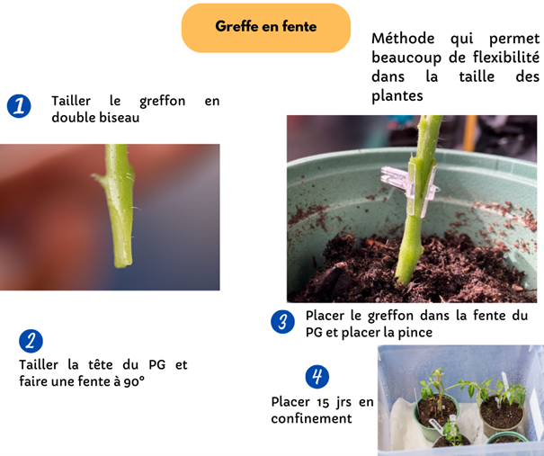 Fichier:Greffe en fente.png