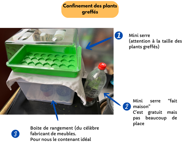 Fichier:Confinement des greffes.png