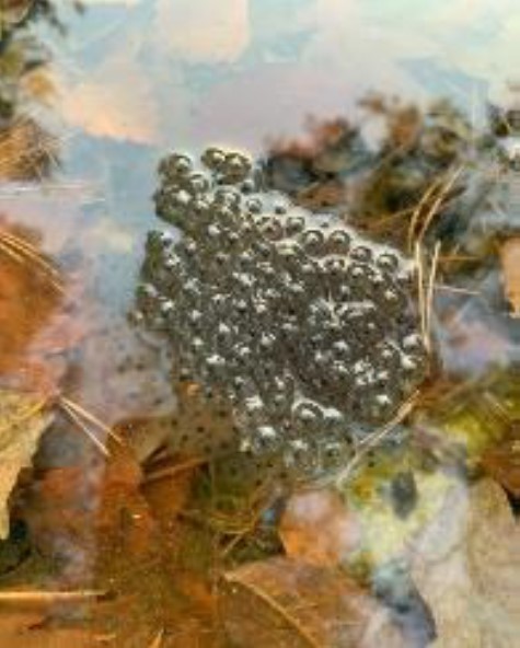 Fichier:Oeufs de grenouilles rousses.jpg