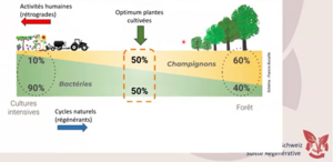 Ratio bactéries-champignons.png