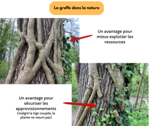 Greffe dans la nature.png