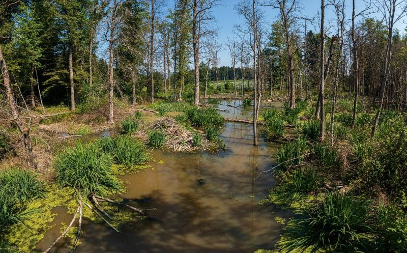 Fichier:Fôret alluviale.jpg