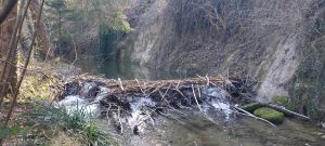 Barrage castor Petite-Glane.jpg