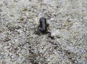 Crapelet commun.emf.jpg