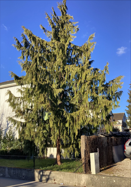 Fichier:Cypres de Chine.png