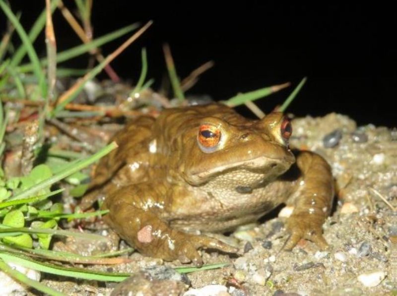 Fichier:Mâle crapaud commun.jpg