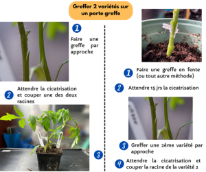 Greffer deux varietés ensemble.png
