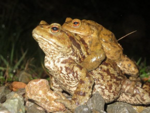 Femelle crapaud commun avec un mâle sur le dos.png