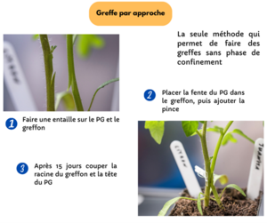 Greffe par approche.png