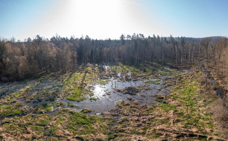 Fichier:Zone humide de Mathalen.jpg
